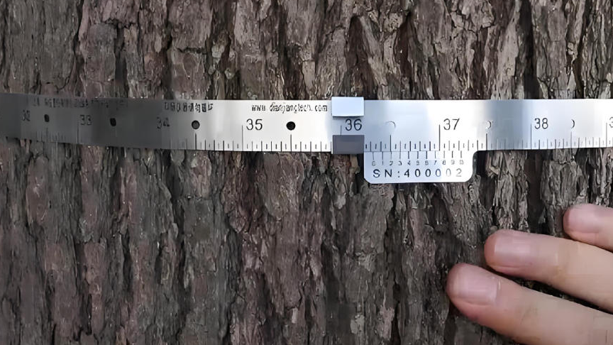 树木胸径生长测量环